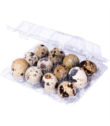 تخم مرغ بلدرچين 12 عددي درشت