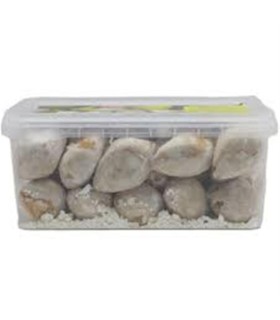 شيريني 500 گرم قطاب كره اي كشوين