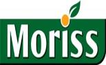 موریس